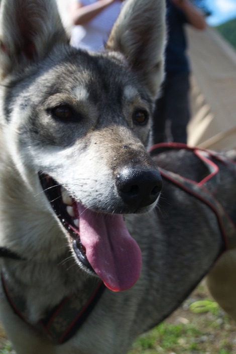 Husky